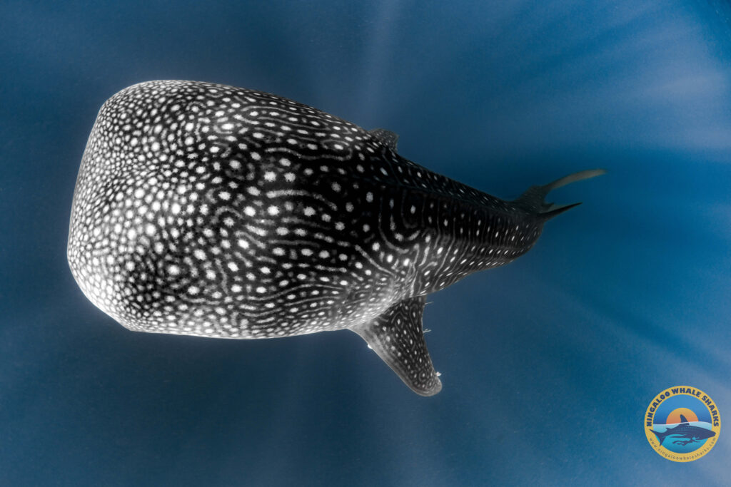 Whale Shark Work Exposure